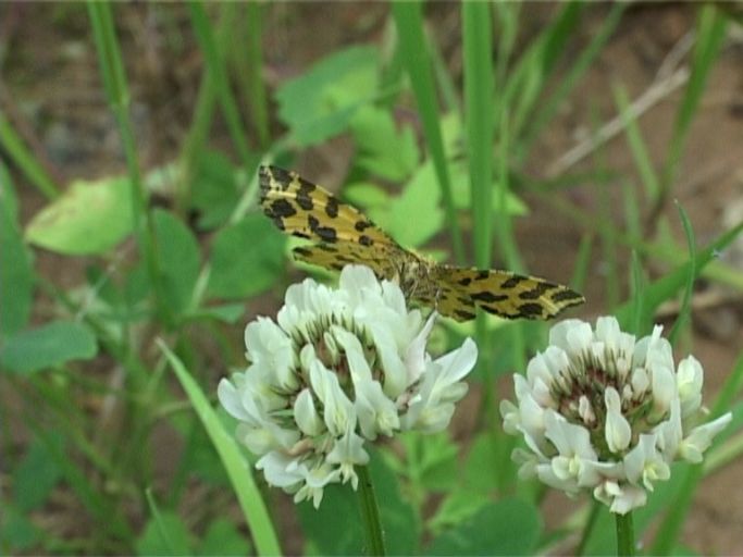 Gelber Fleckenspanner ( Pseudopanthera macularia ), Flügelunterseite, auf Weißklee : Brüggen, Brachter Wald, 03.06.2005